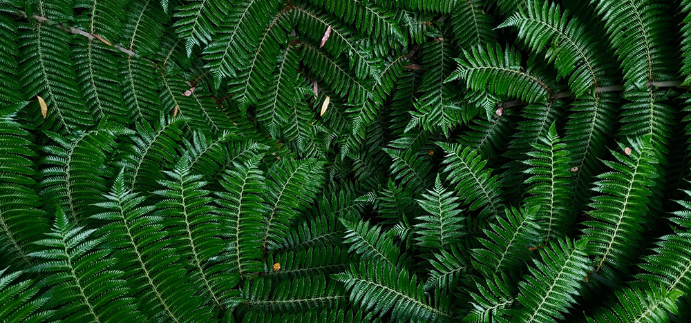 Ferns